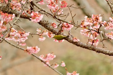 大室山さくらの里  河津桜とメジロ