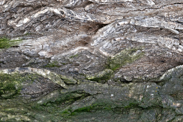 old tree bark, elm, background