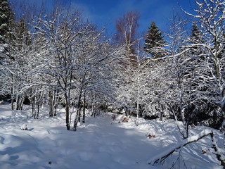 Snow in the Harz, Germany