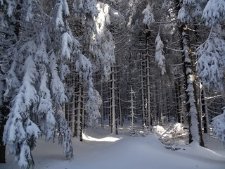 Snow in the Harz, Germany