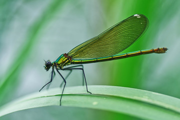Banded demoiselle