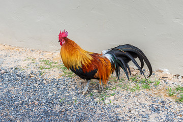 A bright cock stands on small stones.