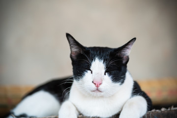 White and black cat, sleeping cat at home