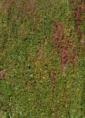 Autumn creeper grape lush foliage on high gray concrete wall.