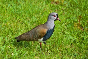 southern lapwing in Argentina