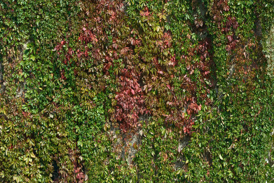Autumn creeper grape lush foliage on high gray concrete wall.