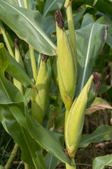 Obraz premium Green young cob of sweet corn with green juicy leaves on the field. Agriculture background.