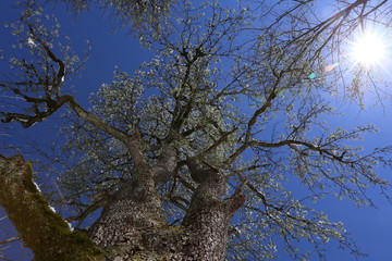 Old tree in the spring