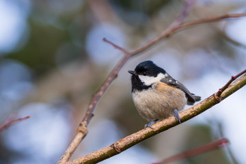 Obraz na płótnie Canvas close-up of bird perching on branch