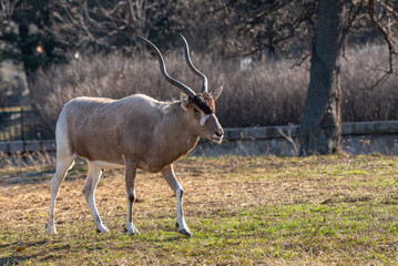 Curved horned antelope Addax (Addax nasomaculatus) It is listed a critically endangered species.