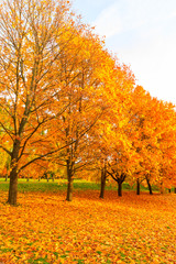 Fototapeta premium autumn and yellow maple leaves in the park in Kolomenskoye park in autumn season aerial view, Moscow, Russia.
