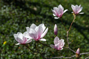 Fototapeta premium White and pink magnolia flowers on branches, soft focus
