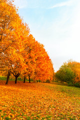 autumn and yellow maple leaves in the park in Kolomenskoye park in autumn season aerial view, Moscow, Russia.
