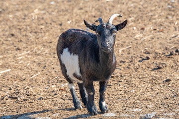 Close up of African pygmy goat (Capra aegagrus hircus)