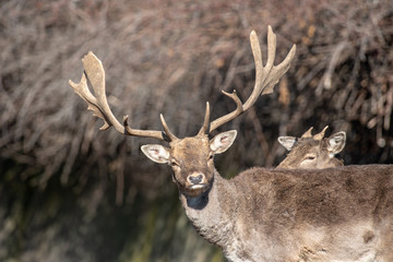 Fallow deer (Dama Dama) Nature and wildlife photo