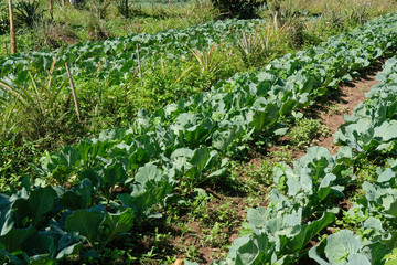 cabbage plant growing in farm. vegatable plantation  in garden