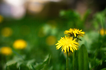 dandelion