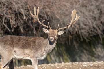 Naklejka na ściany i meble Fallow deer (Dama Dama) Nature and wildlife photo