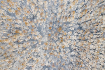Aerial view of a winter snow-covered pine forest. Winter forest texture. Aerial view. Aerial drone view of a winter landscape. Snow covered forest. Aerial photography