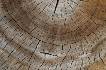 Fototapeta premium Texture of the cross section of the tree trunk is brown.