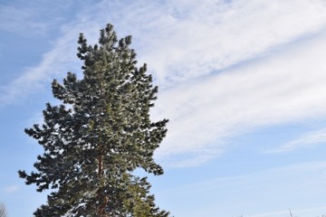 A tree against a blue sky.Frosty Sunny day.
