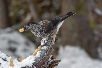 Spotted Nutcracker (Nucifraga caryocatactes) in winter forest