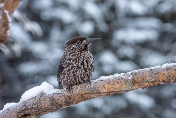 Spotted Nutcracker (Nucifraga caryocatactes) sitting on the perch