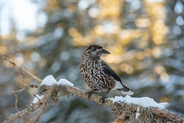 Spotted Nutcracker (Nucifraga caryocatactes) sitting on the perch