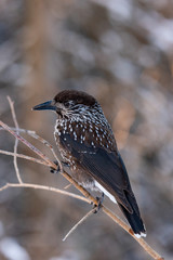 Spotted Nutcracker (Nucifraga caryocatactes) sitting on the perch