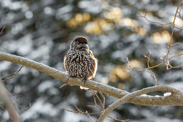Spotted Nutcracker (Nucifraga caryocatactes) sitting on the perch