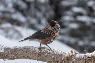 Spotted Nutcracker (Nucifraga caryocatactes) sitting on the perch