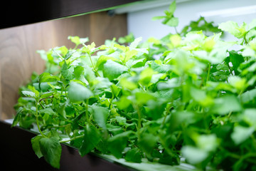 hydroponic vegetable growing with artificial light in room