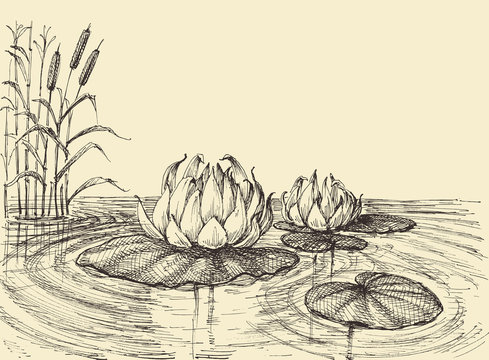 Water lily on the lake vector hand drawing