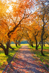 Naklejka premium autumn and yellow maple leaves in the park in Kolomenskoye park in autumn season aerial view, Moscow, Russia.