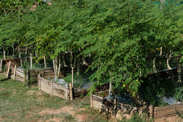 drumstick leaves. horse radish tree growing in farm