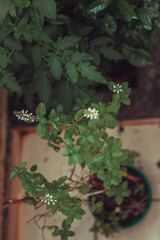 Fresh Basil vase in garden. Healthy lifestyle concept image.