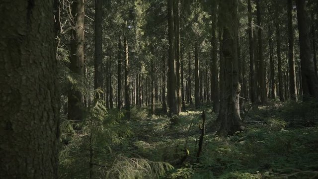  Slow camera movement through an atmospheric forest in the morning sun.