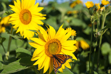Obraz premium Butterfly on the sunflower