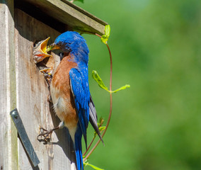 Male eastern bluebird feeding baby bird in birdhouse