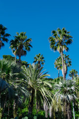 Fototapeta na wymiar Palm trees, Barcelona, ​​Spain