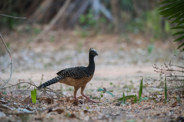 Bare faced Curassow, in a jungle environment, Pantanal Brazil