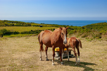 Fototapeta na wymiar Horses along the sea