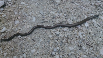 Blindschleiche