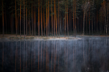 forest trees reflections in lake water