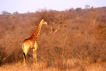 Juvenile giraffe