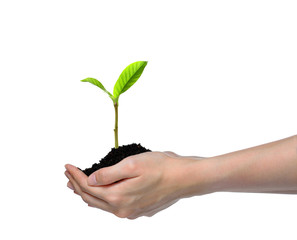 Fototapeta na wymiar Hands holding and caring a green young plant isolated on white background