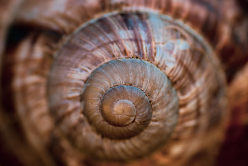 snail swirl background