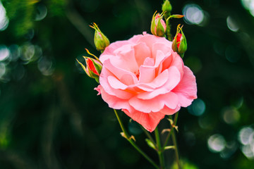 Beautiful pink rose  for valentine's day,Love concepts.