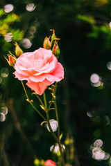 Beautiful pink rose  for valentine's day,Love concepts.