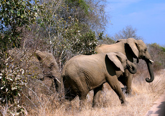 Elephants exiting the bush